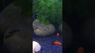 Platy and home raised mollys relief fishaquarium shortvideos fishbowl youtubeshorts [upl. by Ayik]