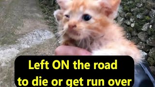 Injured ginger kitten rescued right on the road  put here to get rid of her [upl. by Ennaeilsel124]