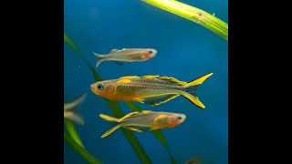 Forktail Blue Eye Rainbow Fish  Pseudomugil furcatus [upl. by Acinimod86]