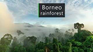 In the jungles of Borneo  Rainforest sounds [upl. by Nollek193]