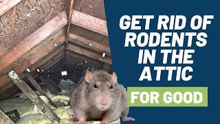 5 Step Solution to Get Rid of Rodents Like Mice and Rats in Your Attic for Good [upl. by Peri]