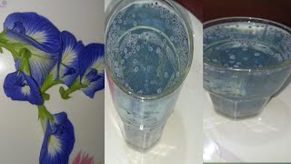 BUTTERFLY PEA FLOWER DRINK HEALTHY HERBAL DRINK [upl. by Reger]