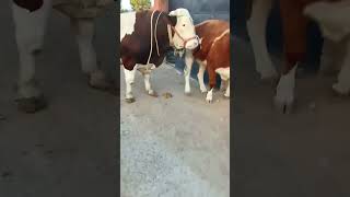 Record the daily life of cattle breeders Camel 167 [upl. by Htennek]