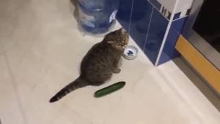 Funny cats scared of cucumbers  cat vs cucumber compilation [upl. by Urbai487]