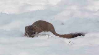 quotUnveiling the Secrets of Weasels Nature’s Nimble Huntersquot [upl. by Radnaxela]