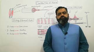 Sliding filament model UrduHindi medium Prof Masood fuzail  Contraction of Skeletal muscle [upl. by Caras617]