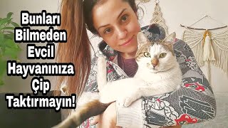 KEDİME ÇİP TAKTIRDIK BUNLARI BİLMEDEN ÇİP TAKTIRMAYIN [upl. by Enahs]