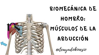 Biomecánica músculos abductores de hombro [upl. by Kieger]