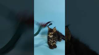 Ross Black Blotched Tabby Maine Coon Male Kitten Available Now  Purebred Kitties [upl. by Nerad560]