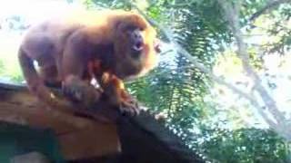 Howler monkeys [upl. by Attenra494]