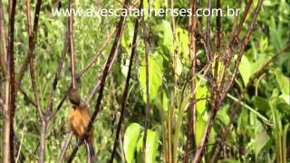 Curió Sporophila angolensis Chestnutbellied SeedFinch  MVI 8496 [upl. by Anelrahs480]