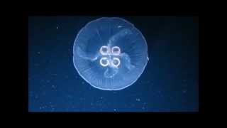 Moon Jellies Swimming [upl. by Leiand]