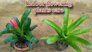 Master the Art of Bromeliad Plant Care in Hindi [upl. by Mendie319]