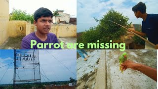 Parrot are missing parrot ko pakar liya parrot are flying parrot are so cute [upl. by Domel]