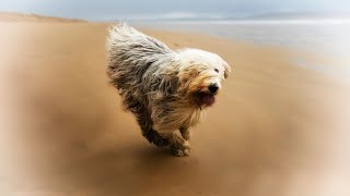 Old English Sheepdog vs Shih Tzu Which Dog is Right for You [upl. by Barger]