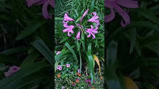 Nerine bowdenii [upl. by Patrich]