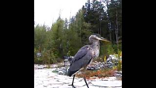 Majestic Great Blue Heron at our pond [upl. by Oicelem]