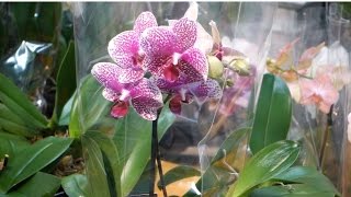 Phalaenopsis Orchids Watering Lighting and Fertilizing [upl. by Niloc108]