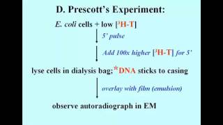 Prescott Experiment [upl. by Aleicarg]