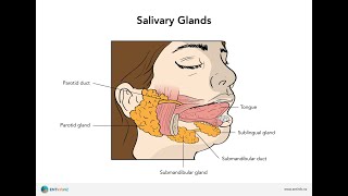 Surgical anatomy of Salivary glands  Part II SubmandibularSublingual glands  Dr Abhishek Vaidya [upl. by Nahseez]