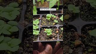 Secrets to High Seed Germination Rates Gardening Tips for Success [upl. by Witcher111]