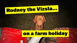 Rodney the Vizsla arrives for his farm holiday [upl. by Engel]