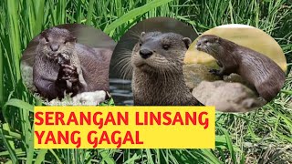 CARA MENGATASI SERANGAN LINSANG [upl. by Paulie]