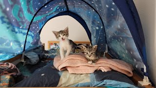 Foster kittens have found their way onto the cat room bed 😬 [upl. by Samantha128]