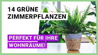 14 Grüne Zimmerpflanzen für Ihre Wohnräume [upl. by Susej]