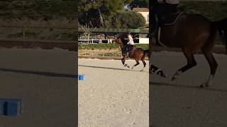 Comment faire baisser la tête de mon cheval cheval equitation horse dressage [upl. by Reyotal368]