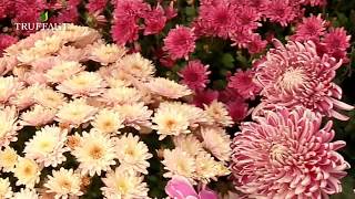 Les chrysanthèmes  plantes de saison pour fleurir le jardin ou le balcon  Truffaut [upl. by Llebyram557]