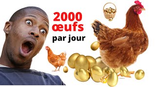 Ramassage de 2000 œufs par jour  élevage de poules pondeuses Entrepreneuriat en Afrique [upl. by Koss566]