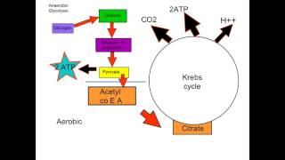 A2 Energy Pathways [upl. by Ingalls]