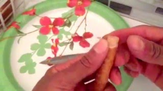 How to use Miswak Siwak  The Natural Islamic Muslim Tooth Care Product  wwwDeeneeShopcom [upl. by Noeled]