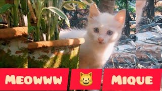 Hey Dears 😺  I am back  Mique The Funny Cat [upl. by Nasia340]