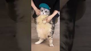 Funny Dancing Cat shorts animals dance [upl. by Nwonknu]