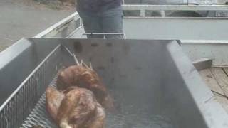 Scalding Chickens with Sarah Silva [upl. by Dibri]