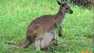 Kangaroo Kids Joeys at Brookfield Zoo [upl. by Ayoj61]