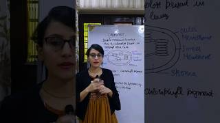 Chloroplast  Structure and Functions of Chloroplast chloroplast shorts [upl. by Jecoa378]