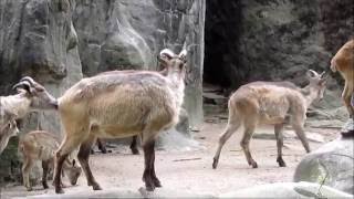 quotTierpark Hagenbeck in Hamburg1Teilquot Wolfgang Schmökel [upl. by Blackmun]