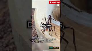 Most INSANE Animals in the World  Rare Animals  Most Dangerous Animals [upl. by Bruce]