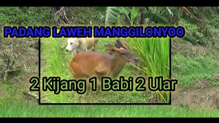 PADANG LAWEH TARAGAI JO BASOSOHNYO MAK [upl. by Nessaj]