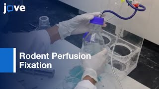 Perfusion Fixation for Rodent Brain Preservation [upl. by Bone]