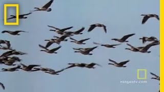 Geese Fly Together  National Geographic [upl. by Sacci]