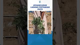 Detikdetik Kehancuran Ladang Pertanian Gaza Terkena Serangan Israel shorts [upl. by Schnell]