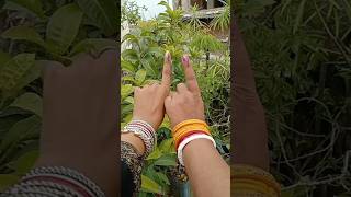 Mera Pehla vote desh ke liye vote bjp voter feedshorts trending shorts youtubeshorts [upl. by Llenram741]