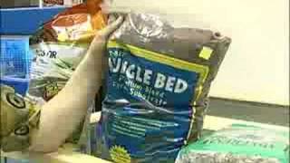 How to Care for Bearded Dragons  Bearded Dragon Substrate [upl. by Dayir]