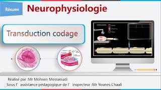 récepteur sensoriel corpuscule de Pacini fuseau neuromusculaire [upl. by Esoranna]