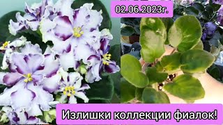 Предлагаю излишки коллекции сортовых фиалок на 02062023г Отправляю только по России [upl. by Nadean]