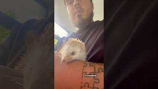 Playing with our 8 year old hedgehog 🦔 cinnamon … hedgehog [upl. by Ocko923]